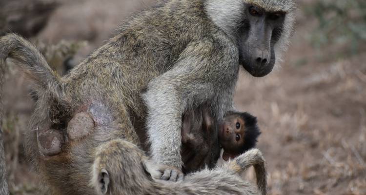 Safari estándar de 3 días a Zuru Masai Mara - Pam Tours and Travel  2