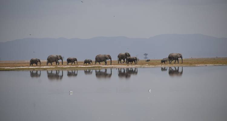 Safari estándar de 3 días a Zuru Masai Mara - Pam Tours and Travel  6
