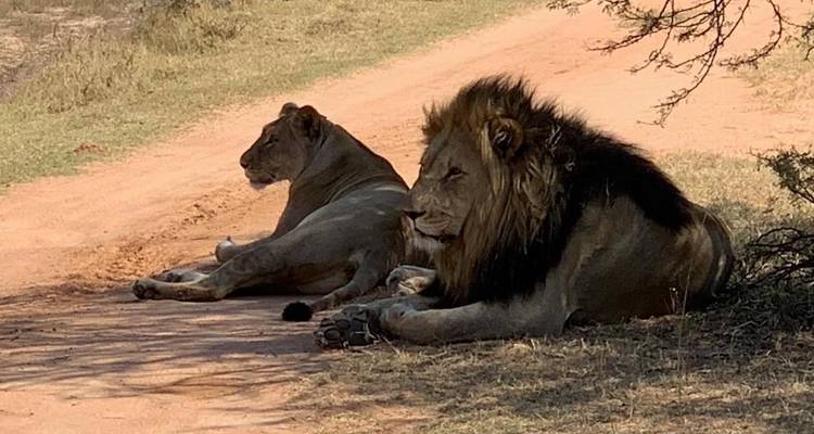 3 jours - Conservation de la nature d'Entabeni - Timeline Travel DMC 1