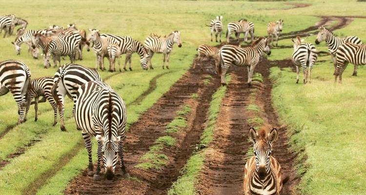 Kudde zebra's die een zandpad oversteken in open grasland.
