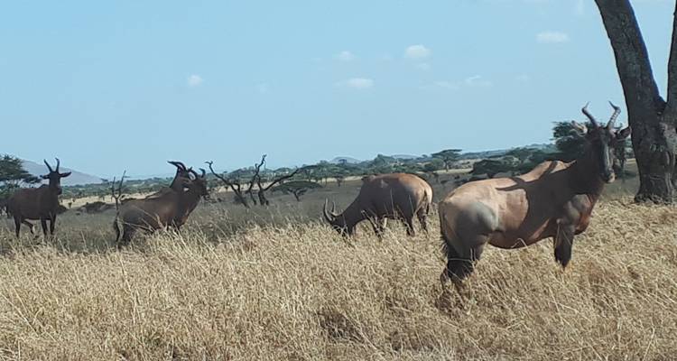 Groep antilopen grazend in een grasrijk veld.