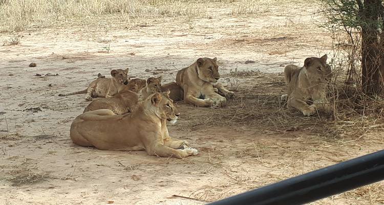 Leeuwentroep rustend in de schaduw op zandige grond.