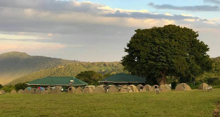 Kampeerterrein met verschillende tenten en een grote boom in een grazig gebied.