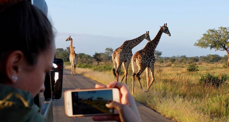 Persoon die een foto maakt van giraffen die een weg oversteken in een safari-omgeving.