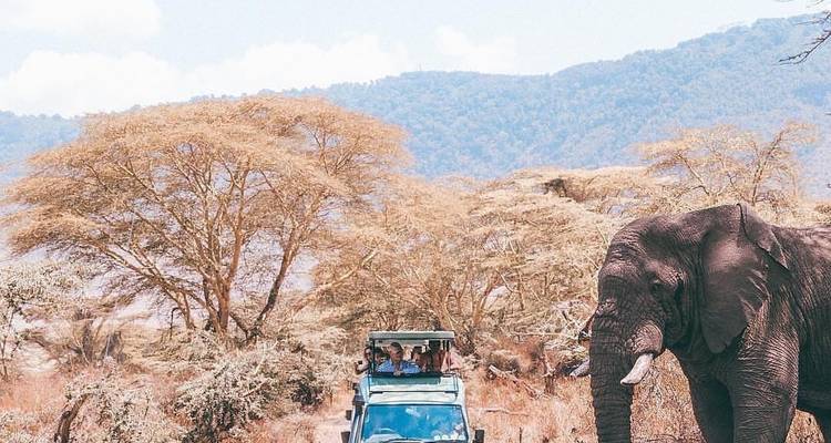 An elephant and a safari vehicle in a park with trees and mountains.