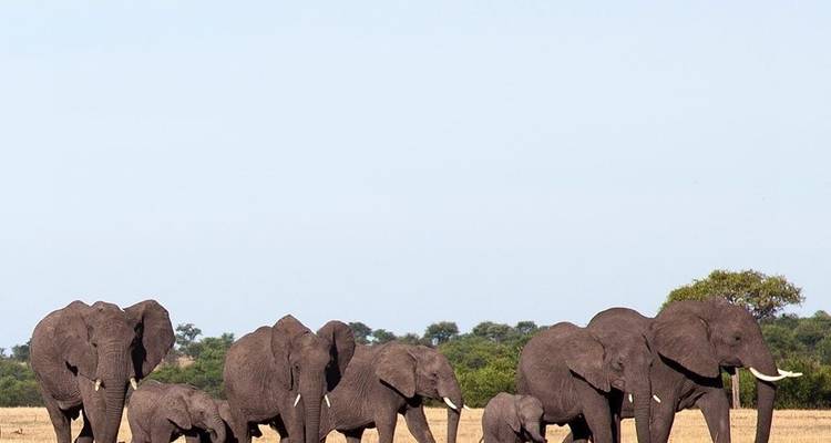 A herd of elephants walking in a savannah.
