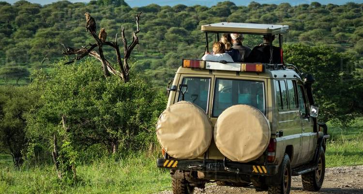 Safari vehicle with people observing vultures on a tree in a green landscape.