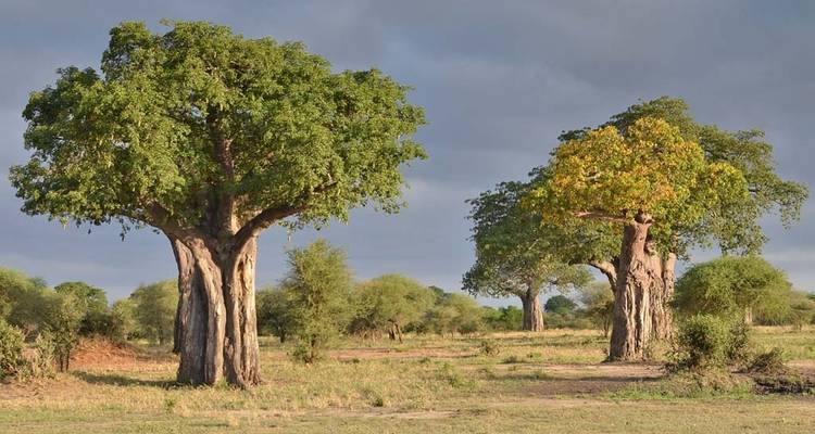 Two large baobab trees in a grassy landscape.