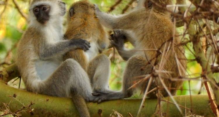 Three monkeys interacting on a tree branch.