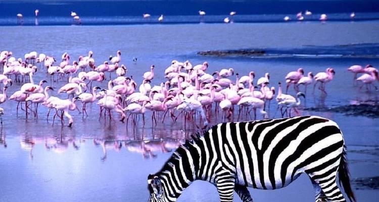 A zebra and flamingos at a lake's edge.