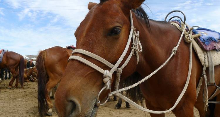 Prueba a Mongolia 12D/11N - Trip De Nomadic 9