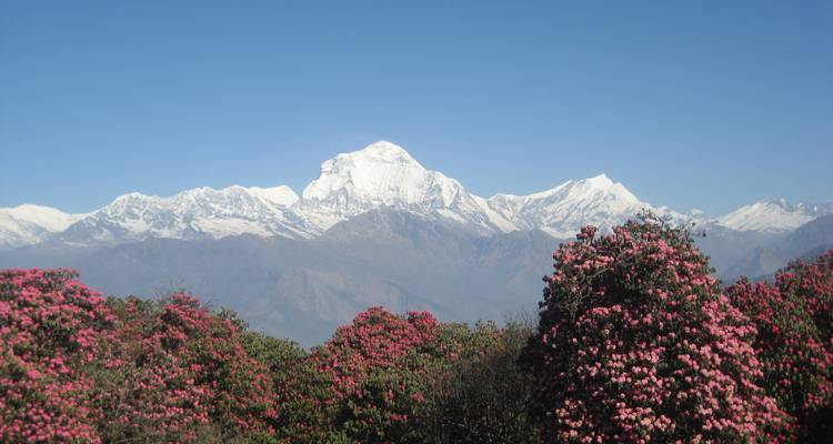 Annapurna Base Camp Trek - Approved Holidays Pvt. Ltd. 8