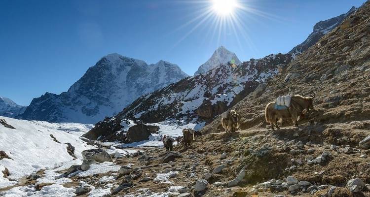 Yaks die langs een bergpad lopen met besneeuwde toppen op de achtergrond.