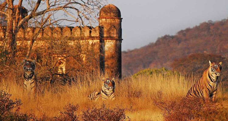 8 jours d'excursion privée dans le Triangle d'Or avec les tigres au départ de New Delhi - Turban Adventures 6