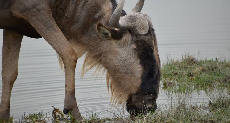 Gnu trinkt Wasser am Seeufer.