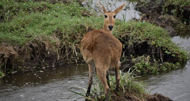 Junges Antilope steht an einem Bach.

Wait, let me correct that. The grammatically correct translation is:

Junge Antilope steht an einem Bach.