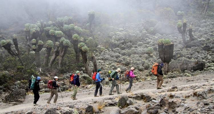 Mount Kilimanjaro day hike tour - Afrishare Trekking And Safaris 9