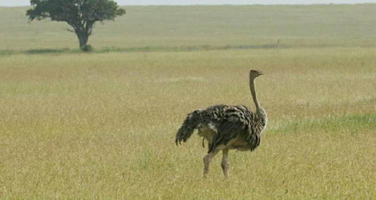 Increíble safari combinado de 6 días por Kenia y Tanzania - Afrishare Trekking And Safaris 2