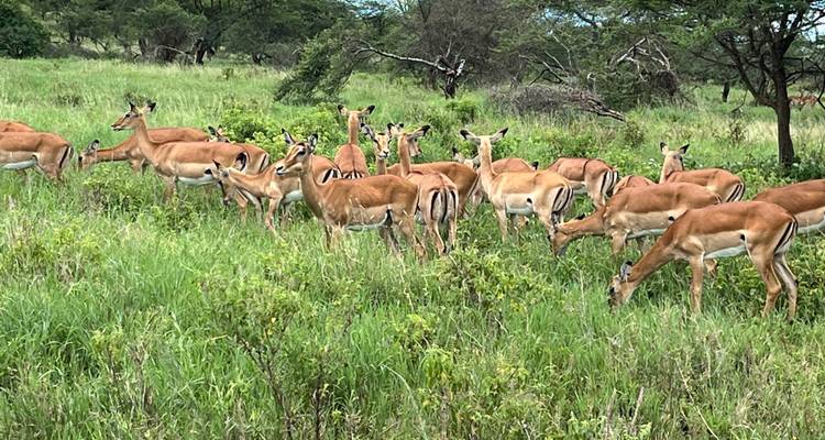 Herd of impalas grazing on green grass in the wild.