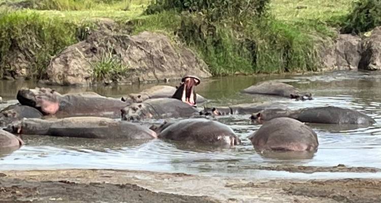 Group of hippos in a water body in the wilderness.