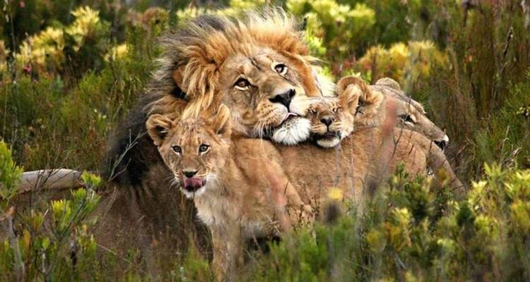 6 Days Tanzania  Lodge Safari. - Hazzes Adventure 4