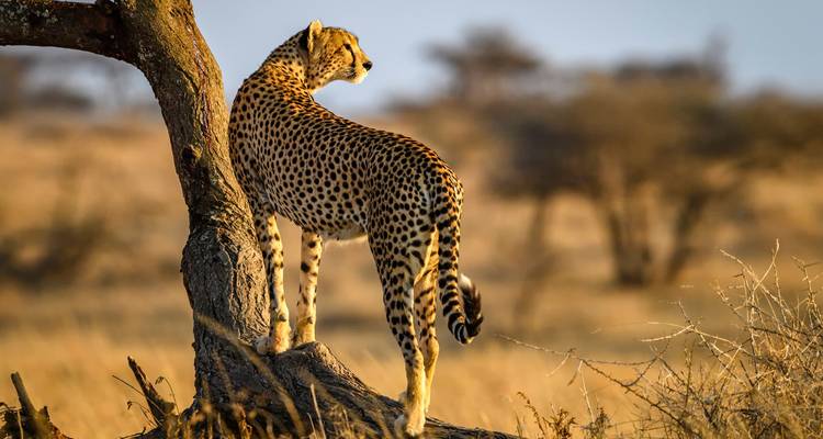 7 Day Pure Luxury Migration Safari-Northern Tanzania - Afrishare Trekking And Safaris 4