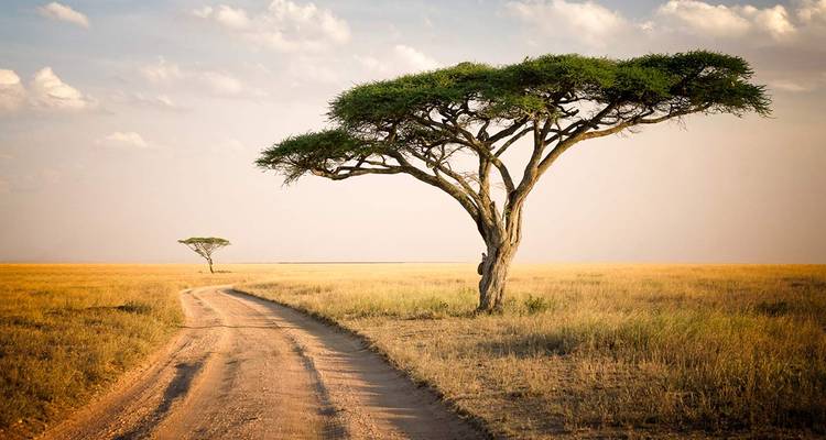 7 Day Pure Luxury Migration Safari-Northern Tanzania - Afrishare Trekking And Safaris 7