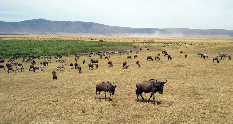 7 Day Pure Luxury Migration Safari-Northern Tanzania - Afrishare Trekking And Safaris 1