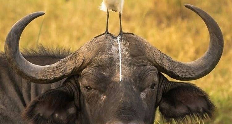 4 jours : lac Manyara, Serengeti et cratère du Ngorongoro - Africa Outland Safaris 9