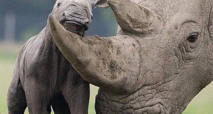 4 jours : lac Manyara, Serengeti et cratère du Ngorongoro - Africa Outland Safaris 1