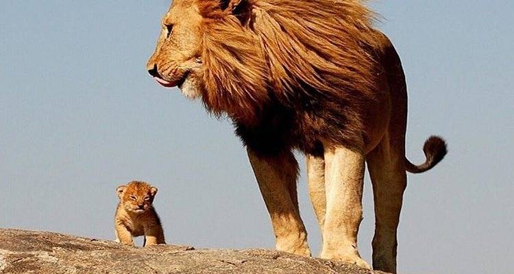 4 jours : lac Manyara, Serengeti et cratère du Ngorongoro - Africa Outland Safaris 10