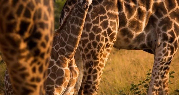 4 jours : lac Manyara, Serengeti et cratère du Ngorongoro - Africa Outland Safaris 4