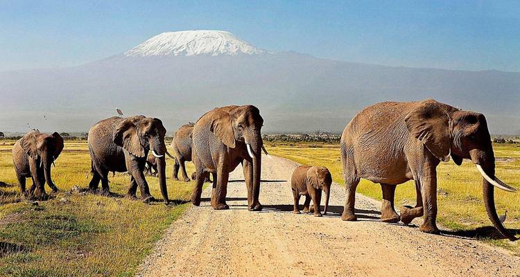 Des éléphants marchant le long d'un chemin de terre avec le mont Kilimandjaro en arrière-plan.