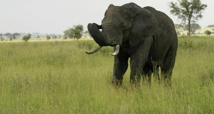Éléphant marchant à travers la prairie.