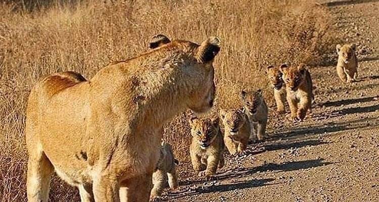 Safari de campamento económico de 5 días en Tanzania - Africa Outland Safaris 9