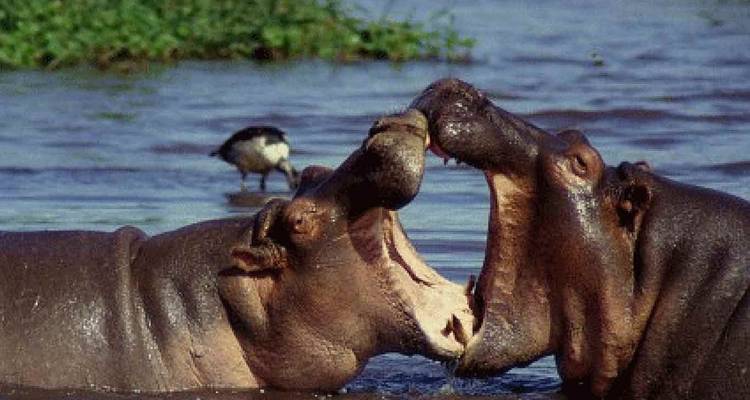 Safari de campamento económico de 5 días en Tanzania - Africa Outland Safaris 4
