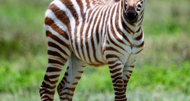 Safari de campamento económico de 5 días en Tanzania - Africa Outland Safaris 2
