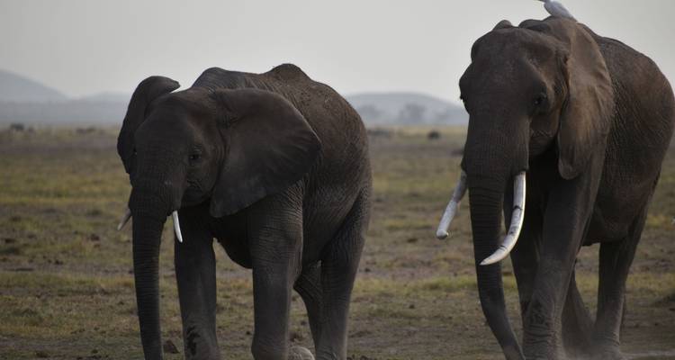 Two elephants walking side by side in a field.