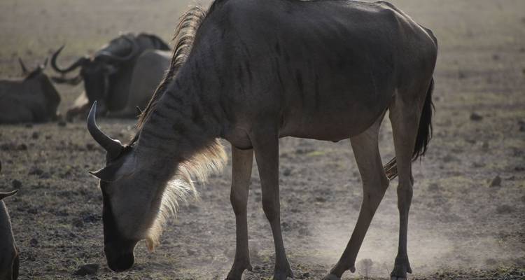 A wildebeest grazing on dry land.