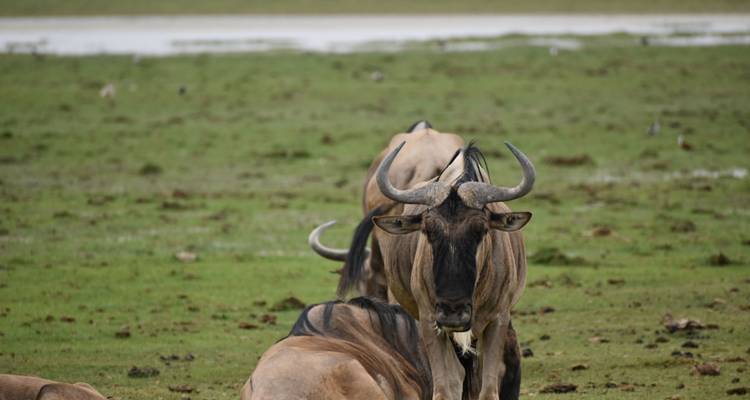 Wildebeests resting on a grassy plain.