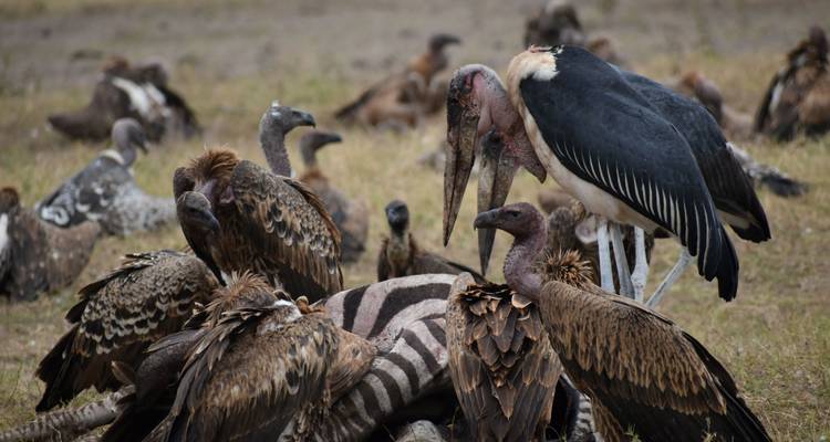 Vultures gathered around a carcass in a field.