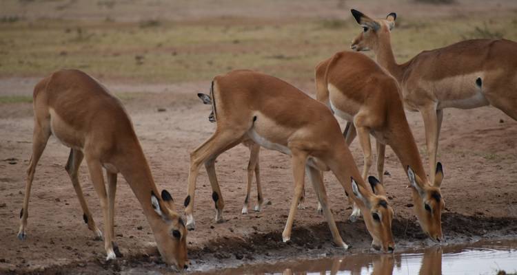 A group of impalas drinking water from a pond.