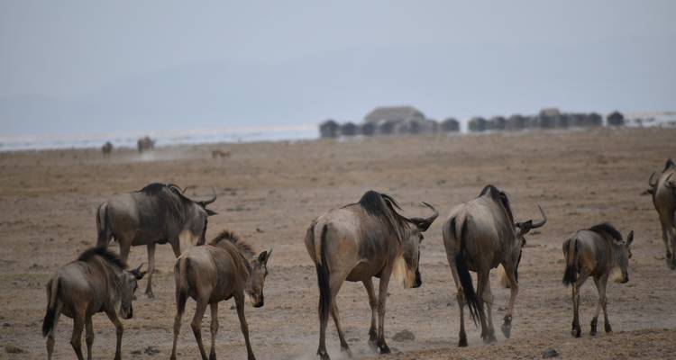 Aventura de safari económico de 10 días en Kenia y Tanzania (Viaje en grupo) - Pam Tours and Travel  9