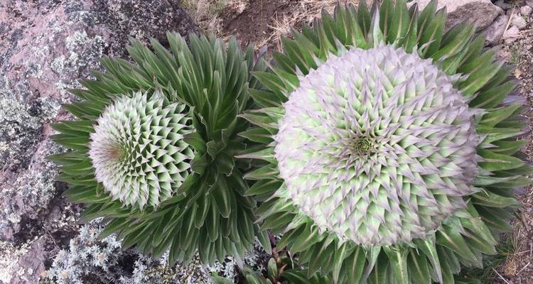 Close-up of unique highland flowers.
