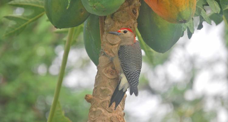 A bird pecking at a papaya tree.