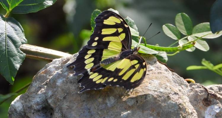 Close-up view of a vibrant butterfly on a rock.