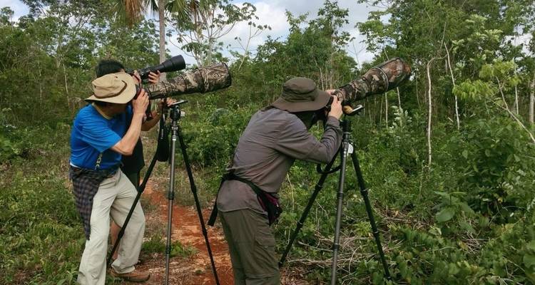 Bird watchers with cameras in a tropical forest.