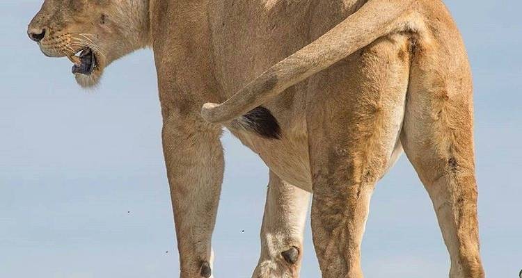 6 Days Semi Luxury Safari - Africa Outland Safaris 3