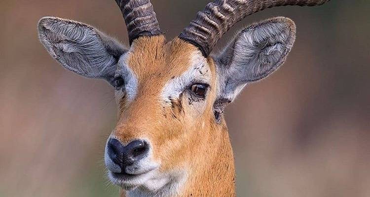 6 Days Semi Luxury Safari - Africa Outland Safaris 2