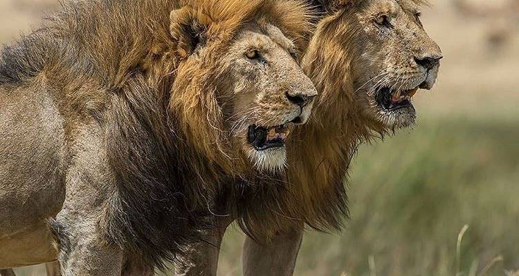 6 Days Semi Luxury Safari - Africa Outland Safaris 6